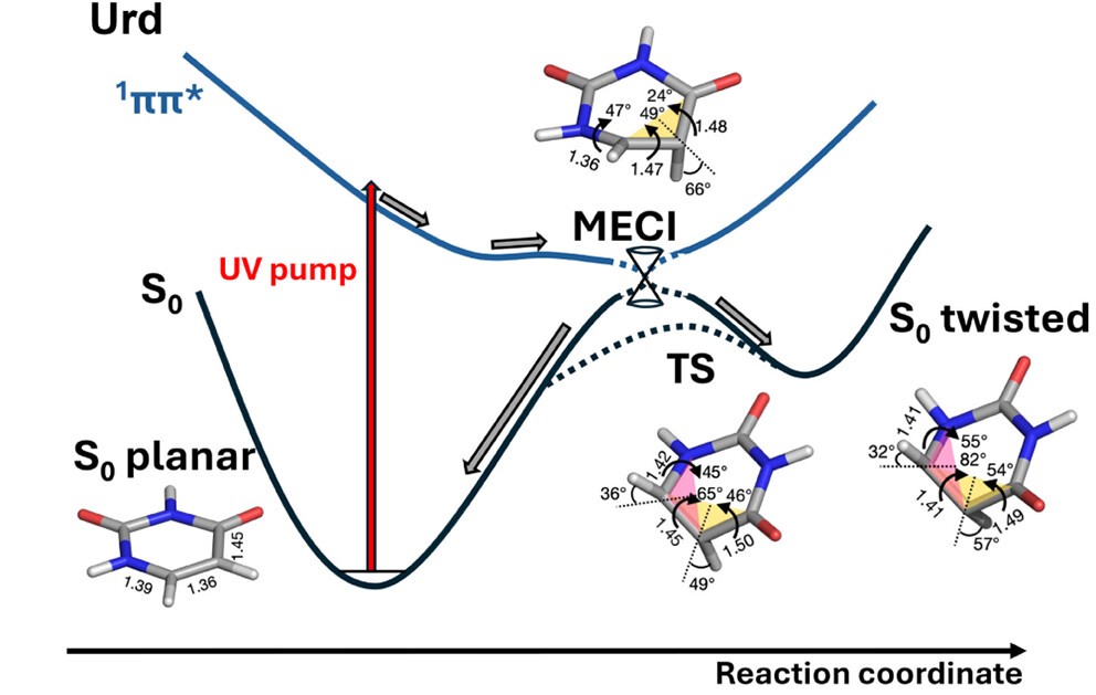 Research Graphic: Pyrimidine Relaxation Pathways